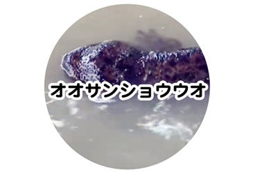 オオサンショウウオ