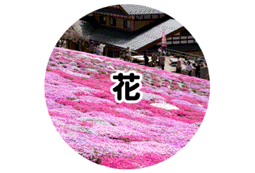 郡上市の芝桜・花